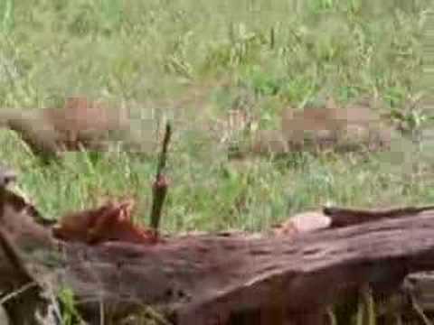 mongoose