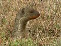 Mongoose Colony vs Juvenile Lion