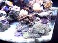 24 gallon nano cube
