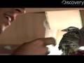 videos de Dino Base Camp Saves Bird