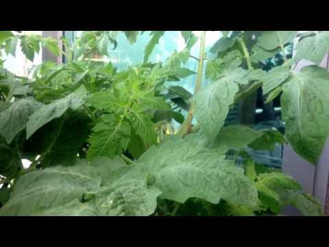 how to grow roma vf tomatoes