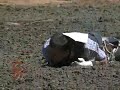 Calgary Stampede Zeb Lanham  Bull Riding Wreck