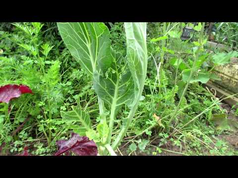 how to harvest collards