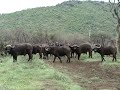 Buffalo at Madikwe Game Reserve