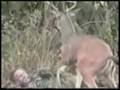 Stag Attack or dance