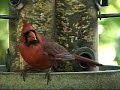 Cardinal Visit! [Backyard Bag Feeder Project]