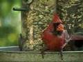 Cardinal Visit! [Backyard Bag Feeder Project]