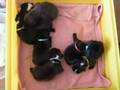 Bébés bouledogue francais/ French bulldog puppies