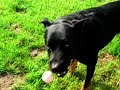 TROUZIR JOUE A LA BALLE (beauceron)