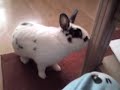 Tizzy and Oreo