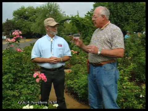how to fertilize shrub roses