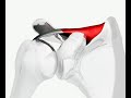 shoulder motion