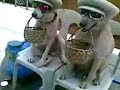 Blind dogs in the city