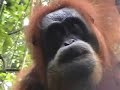 orang outans orang outans