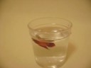 Life of a Betta Fish Life of a Betta Fish