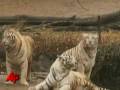 White Tiger vs African Lion in Everland