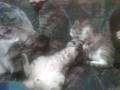 videos de Unser kleiner Kater Tiger (unser kleiner Schatz)