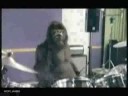 Cadbury Monkey Eastenders Remix !