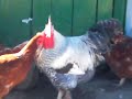 chiken in love chiken in love