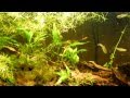 30 gallon tank FIRST VIDEO!!