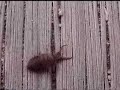 Juvenile ant lion, exposed
