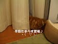 カーテンの後ろに隠れていたこまちゃんですが、誰も反応してくれなかったので、自分からでてきちゃいました（笑）～・～・～・～・～・～・～・～・～・～・【English translation】こまが居ます（Koma is here.） シーン（Silence)辛抱たまらず登場（He can't endure, and has gone out.)