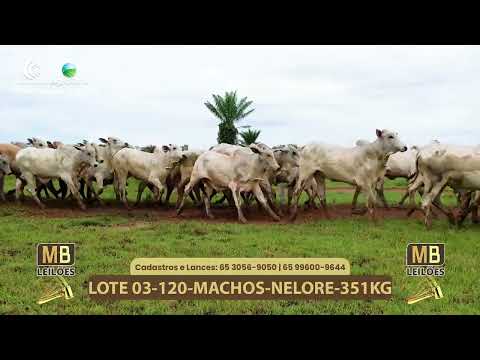 537� LEIL�O VIRTUAL MB LEIL�ES