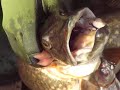 peche du brochet