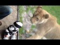 Lion Tries To Eat Baby Through Glass At Zoo - animals, baby, glass, kids, lion, oregon, portland, zoo
