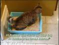 Litter Kwitter - The Original Cat Toilet Training System