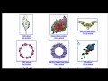 Flower Tattoo Designs Flower Tattoo Designs