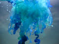 Portuguese-Man-of-Wa