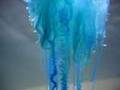 Portuguese Man of War  (blue bottle)
