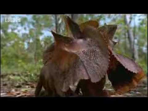 lizard - A chance to see rare footage of two wild Australian frilled lizards descending from their tree branch hiding places to fight for territory in the forest. Fro...