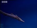 Rare life on the sea floor- The Abyss- BBC Wildlife
