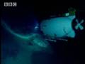 Rare life on the sea floor- The Abyss- BBC Wildlife