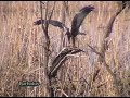 Aguilucho lagunero ( Circus aeruginosus ) Cópula Aguilucho lagunero ( Circus aeruginosus ) Cópula