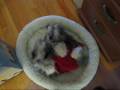 Miniature Schnauzer Suga is doing Yoga in bed