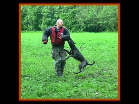 bandog