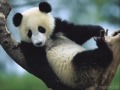 Baby Animals Baby Animals