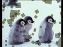 Baby Animals