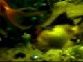 My 75 gallon aquarium