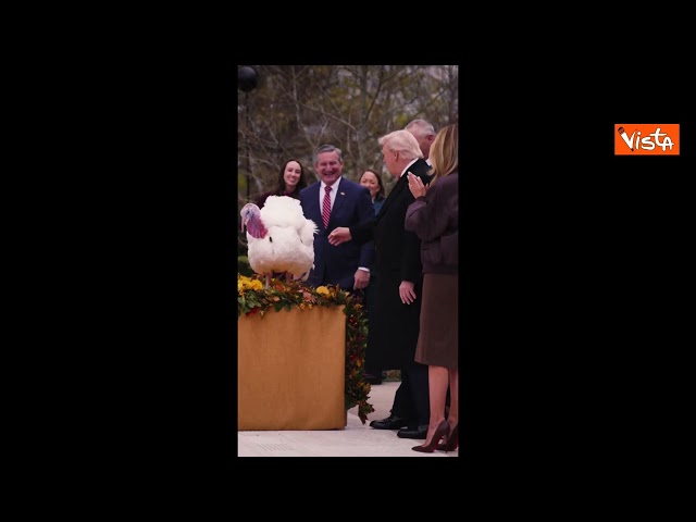La carezza di Trump al tacchino Waddle durante la cerimonia di grazia alla Casa Bianca