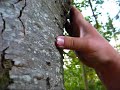 Popping Tree Zits Popping Tree Zits