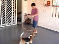 My Beagle My Beagle