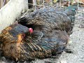 My Chicken Falling Asleep ! My Chicken Falling Asleep !