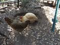 Goldie Dirt Bath  (part I)   DSCF2660