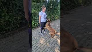 63 Malinois ladrando a la orden