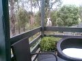Cockatoo @ Lake Eildon