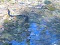 Red Bellied Black Snake swimming in the Kowmung River Red Bellied Black Snake swimming in the Kowmung River